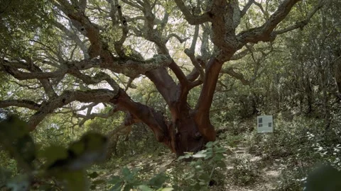 A 200 year old Quercus super Stock Footage 243846664
