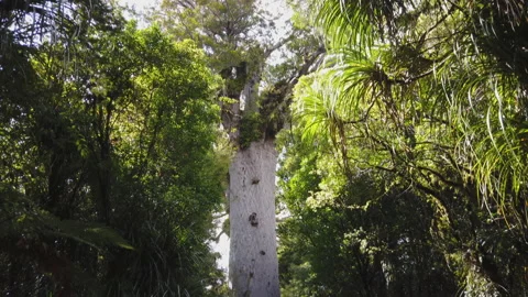 2000 year old Kauri tree called Tane Mahuta, North island, New Zealand Stock Footage 142360404