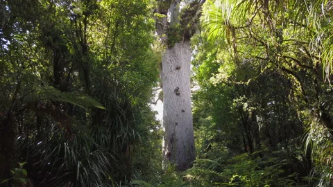 2000 year old Kauri tree called Tane Mahuta, North island, New Zealand Stock Footage 142361204