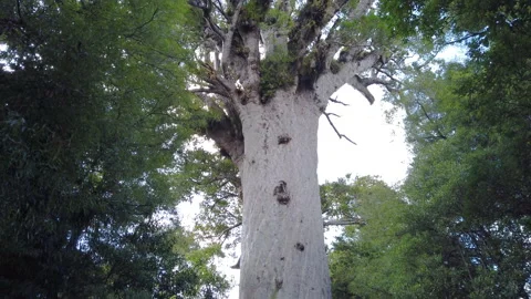 2000 year old Kauri tree called Tane Mahuta, North island, New Zealand Stock Footage 142370110