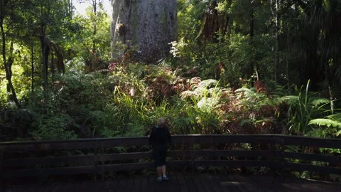 2000 year old Kauri tree called Tane Mahuta, New Zealand Stock Footage 142401279