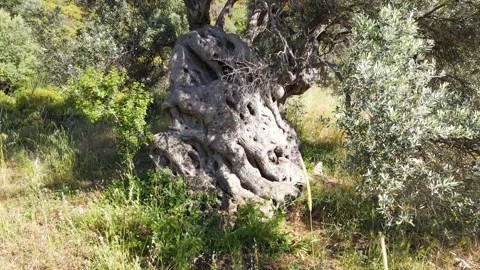 2000 Year Old Olive Tree Footage Stock Footage 332367879