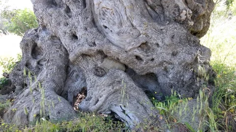2000-Year-Old Olive Tree Trunk Stock Footage 332422703