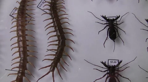 2009 LANHM Bug Show big centipede zoom out V05321 Stock Footage 47857155