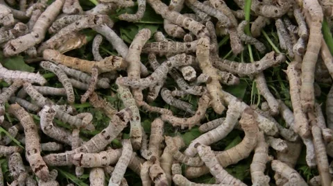 2009 LANHM Bug Show Dr. Sue traveling silkworms closeup V05284 Stock Footage 47857087