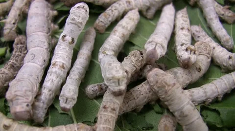 2009 LANHM Bug Show Dr. Sue traveling silkworms closeup V05286 Stock Footage 47857201