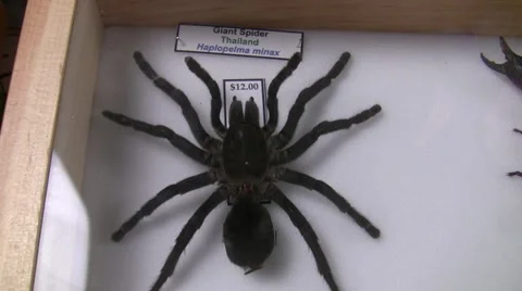 2009 LANHM Bug Show giant spider zoom out V05324 Stock Footage 47857075