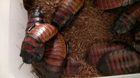 2009 LANHM Bug Show Hissing Cockroaches V05350 Stock Footage 47857777