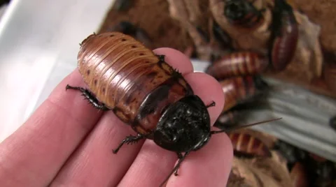 2009 LANHM Bug Show Hissing Cockroaches in hand V05349 Stock Footage 47857800