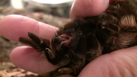 2009 LANHM Bug Show tarantula in hand close up fangs upside down V05345 Stock Footage 47857751