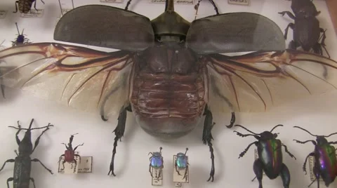 2009 LANHM Bug Show tiny and huge beetles colorful closeup V05276 Stock Footage 47857200