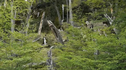 20091103 140710 Stock Footage 11386140