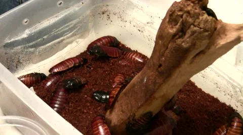 2011 LANHM Insect Fair KenTheBugGuy Roaches ease in V09553 Stock Footage 47599418