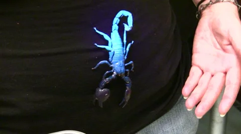 2011 LANHM Insect Fair KenTheBugGuy Scorpions (UV) V09554 Stock Footage 47599558