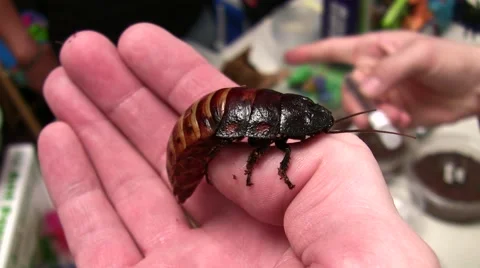 2011 LANHM Insect Fair KenTheBugGuy Roach on hand V09552 Stock Footage 47599588