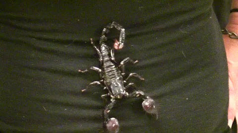 2011 LANHM Insect Fair KenTheBugGuy Scorpions V09564 Stock Footage 47600338