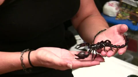 2011 LANHM Insect Fair KenTheBugGuy Scorpions V09561 Video stock 47600400