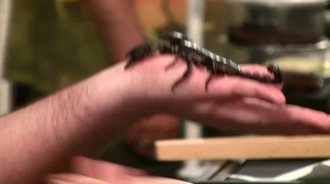 2011 LANHM Insect Fair KenTheBugGuy Scorpions V09565 Stock Footage 47600419