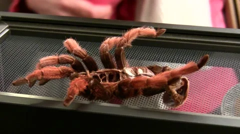 2011 LANHM Insect Fair KenTheBugGuy tarantula skin ease in V09569 Stock Footage 47600420