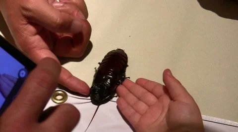 2011 LANHM Insect Fair kid petting big roach on table V09575 Stock Footage 47600292