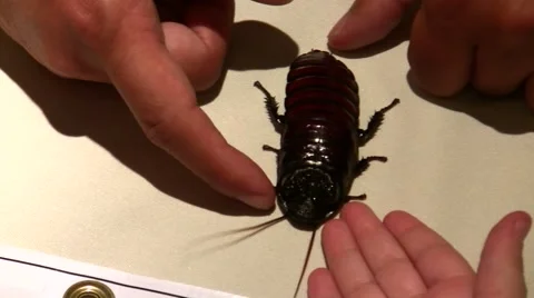 2011 LANHM Insect Fair kid petting big roach on table V09574 Stock Footage 47600381