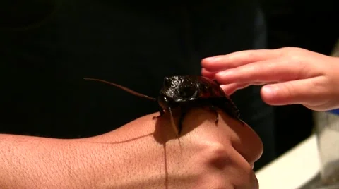 2011 LANHM Insect Fair kid petting big roach on hand V09571 Stock Footage 47600426