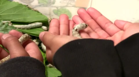 2011 LANHM Insect Fair kid with silkworm in hands V09578 Stock Footage 47600428