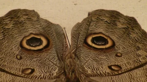 2011 LANHM Insect Fair Owl Buterfly ease out V09580 Stock Footage 47580354