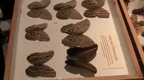 2011 LANHM Insect Fair Owl Buterflies (case) slow pan up V09579 Stock Footage 47600874