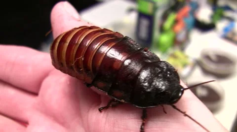 2011 LANHM KenTheBugGuy Roach on hand (very close!) V09550 Stock Footage