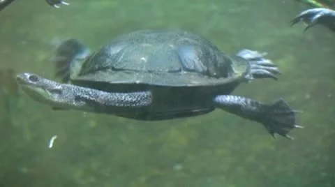 20120406144332Tzoa.mp4 Stock Footage 11111275