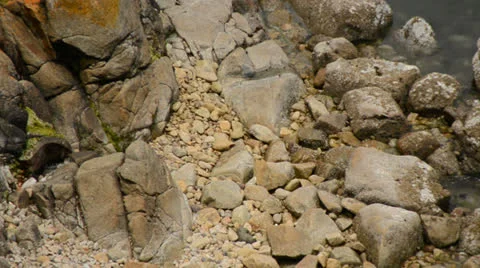 2013-ElephamtSeals-3 Stock Footage 24836989