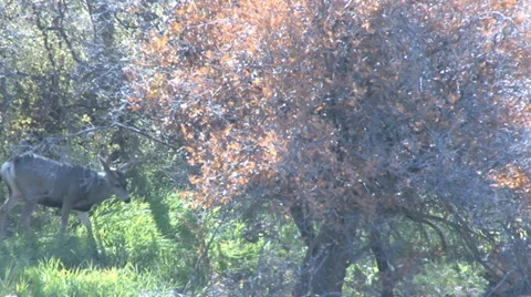 20131013104739 Stock Footage 31962578