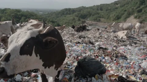 アジアの埋め立て地でゴミを食べる牛 Stock Footage 201350815