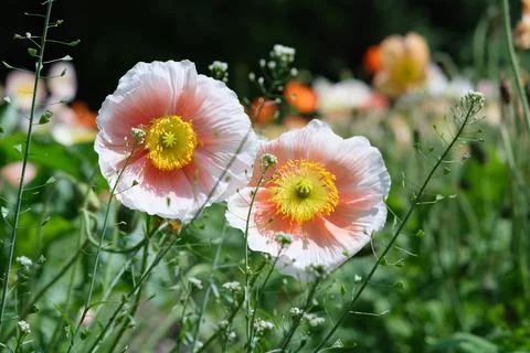 A closeup shot of Iceland poppy flowers on a field in a blurred background xkwx aroma, background, beauty, bloom, blossom, botany, bright, bud, closeup, flora, flower, freshness, growth, head, iceland, nature, nudicaule, outdoors, papaver, perennial, petals, plant, poppy, stem, vibrant