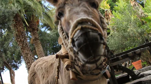 2014 spain donkey 库存影片 35786213