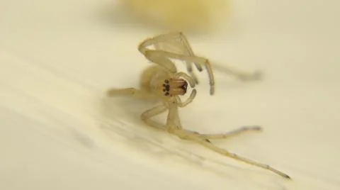 2014:C.Image Of Tiny Spider That Has Rolled Over On His Side That Is Not Moving Stock Photos