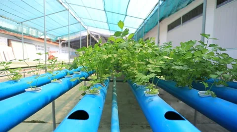 20150306 02 库存影片 47726702