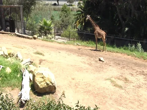 2016 08 3 Giraffe 01 960 720 1.33 Stock Footage 121486077