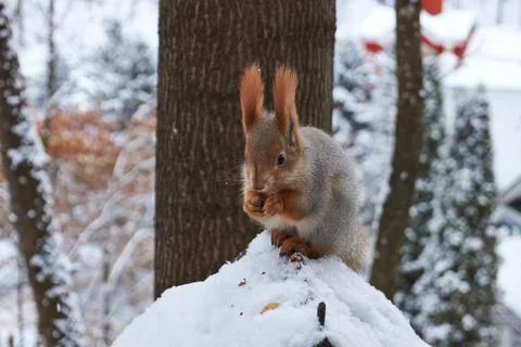 2016-11-04_2 A squirrel sits on a feeder and eats nuts. Stock Photos