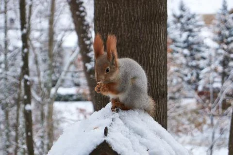 2016-11-04_7 A squirrel sits on a feeder and eats nuts. Stock Photos