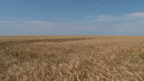 2016 field with wheat 01 動画素材 73724764