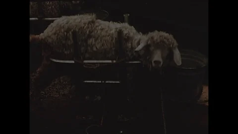 2016-Operation Crossroads / Atomic Bomb Testing / Animal Experiment / Bikini Stock Footage 77893578