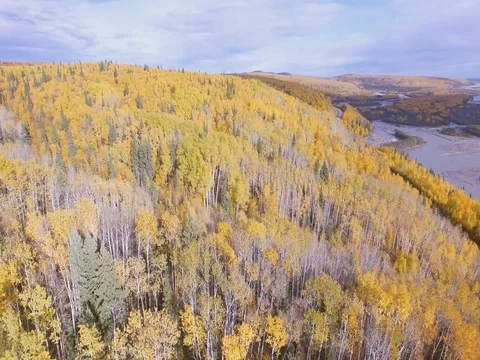 2017-09-16 fly over fall forest Stock Footage 80326794
