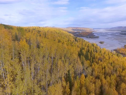 2017-09-16 fly over automn forest -2 Stock Footage 80327803