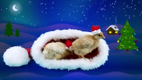 2017 Celebration winter night background, two golden small roosters Stock Footage 69123311