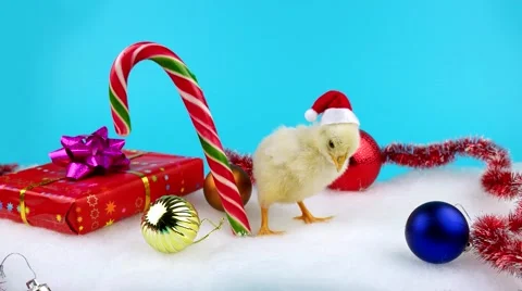 2017 New Year concept, cute young rooster standing near Christmas candy cane Stock Footage 68704384