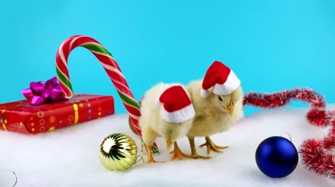 2017 New Year concept, two small roosters near candy cane Stock Footage 68704377