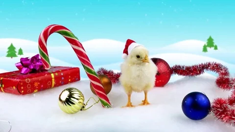 2017 New Year concept, yellow funny rooster (cock) in Santa hat Stock Footage 69194684