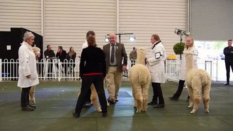 2017 Royal Melbourne Alpaca Show, alpacas are being judged. Stock Footage 78473473